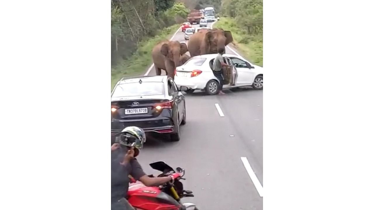 A video grab of wild elephants attacking a car on Chamarajanagar-Sathyamangalam NH near Hasanur. Credit: Special arrangement