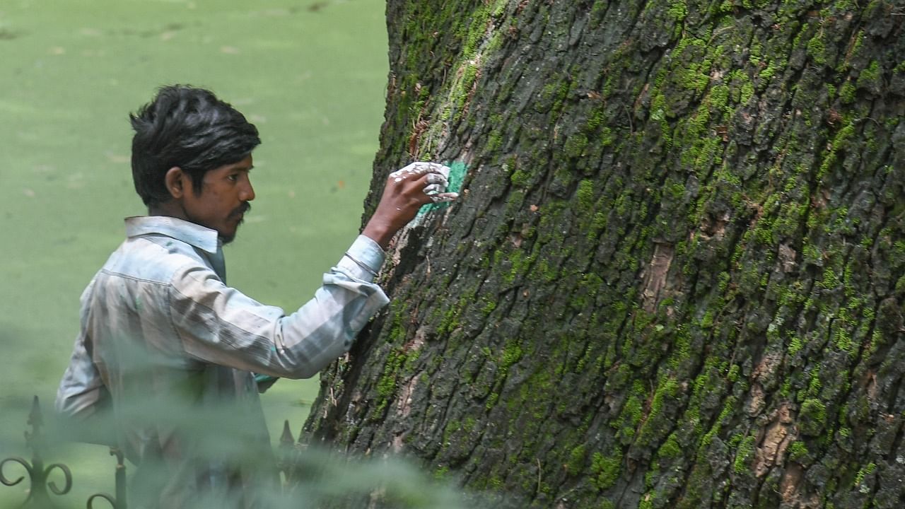 Workers numbering trees for Tree census at Sri Chamarajendra Park (Cubbon Park) in Bengaluru in August 2021. Credit: DH Photo/S K Dinesh