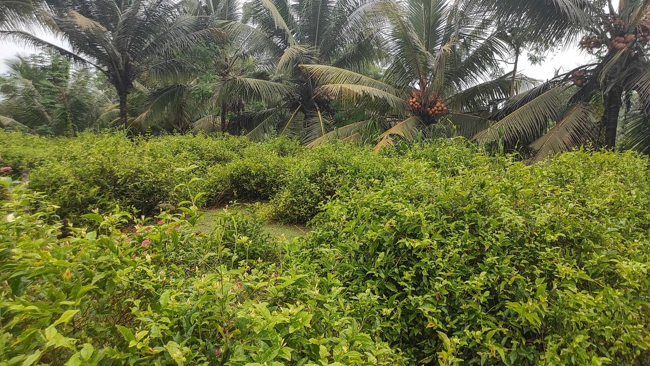 The land identified for acquisition at Kollur where jasmine is cultivated. Credit: DH Photo/Irshad Mahammad