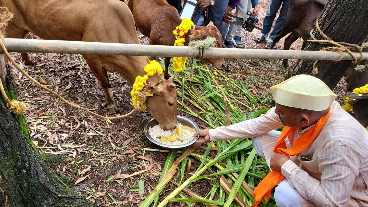 Minister for Animal Husbandry Prabhu B Chauhan feeds a cow during his visit to Livestock Breeding and Training Centre at Koila, in Dakshin Kannada’s Puttur taluk. Credit: Special arrangement