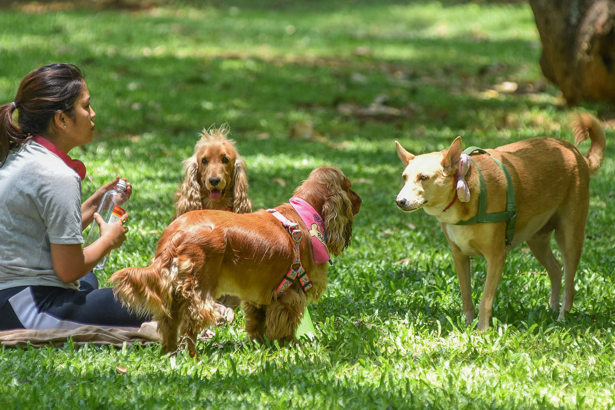 A pet parent at Cubbon Park. Credit: DH File Photo