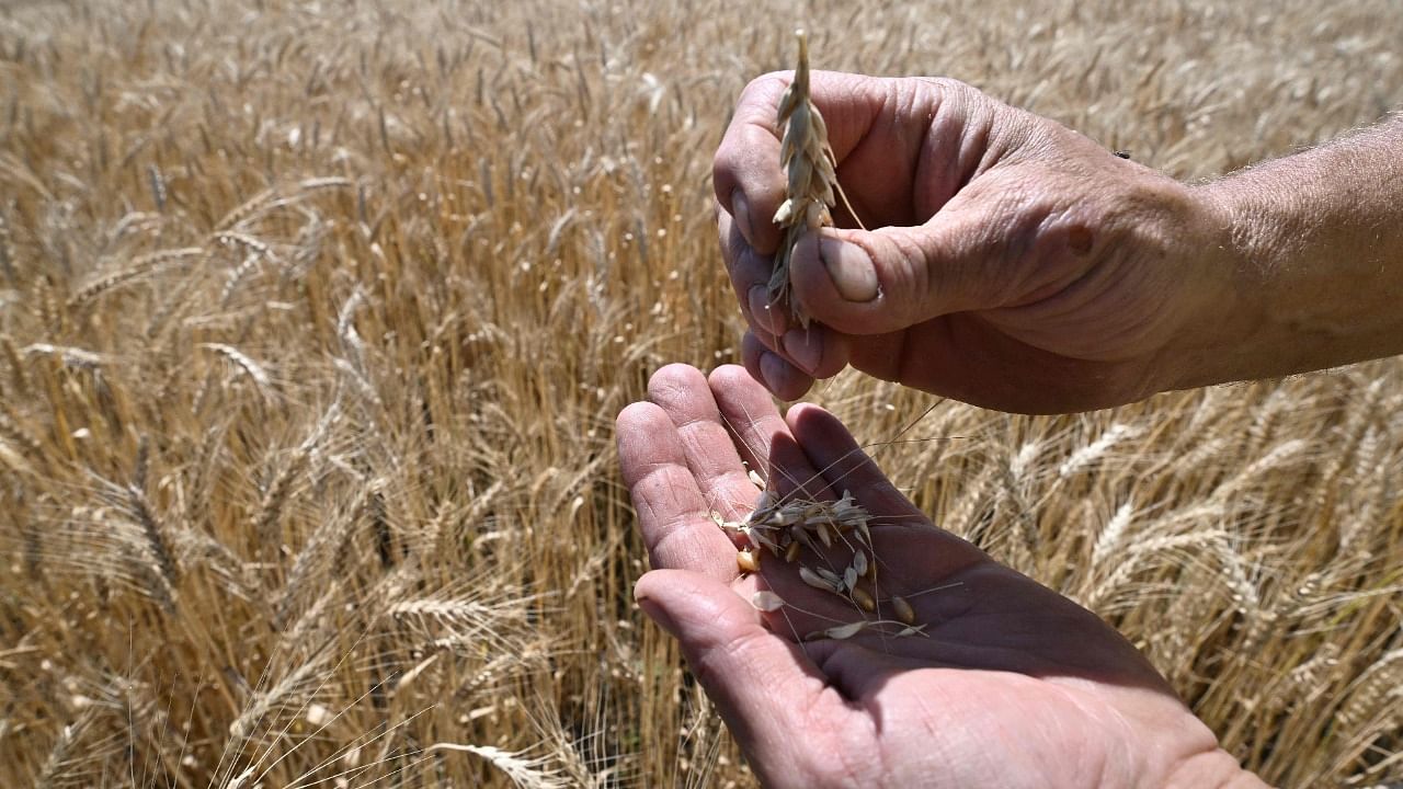 Farmer Serhii Liubarsky, 59, shows wheat grains at a wheat field next to Rai-Oleksandrivka village. Credit: AFP Photo