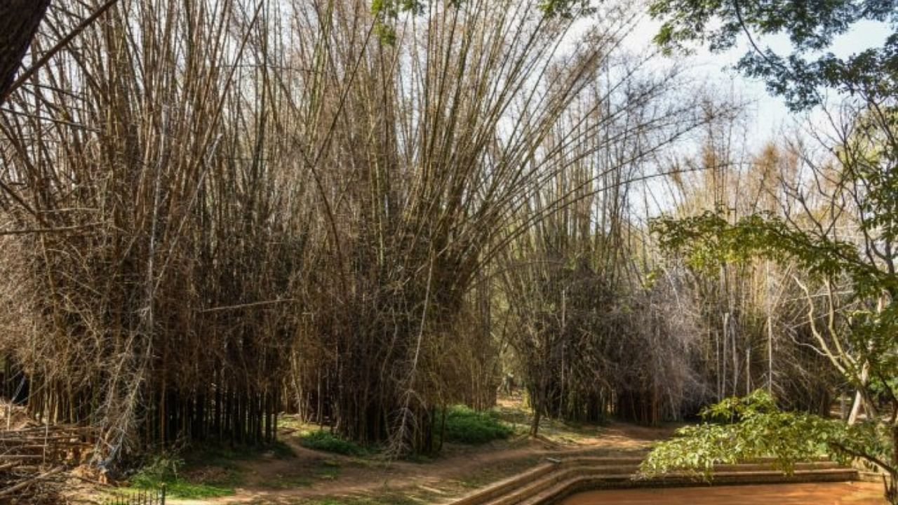 'The bamboo plant has a lifespan of about 100 years and is also easier to maintain than many other species'. Credit: DH Photo /S K Dinesh