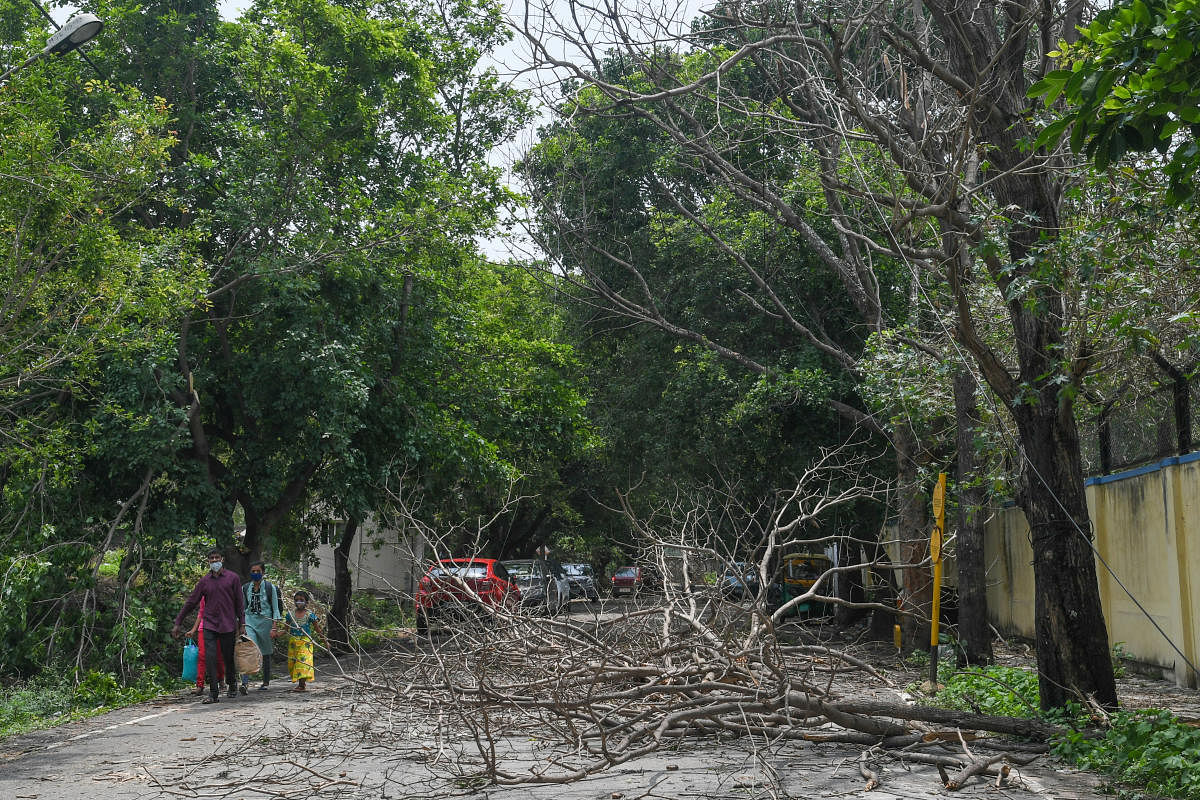Heavy wind and rain fall trees uprooted on Sunday night, in HSR Layout, Bengaluru on Monday, 09th May 2022. DH photo/ S K Dinesh