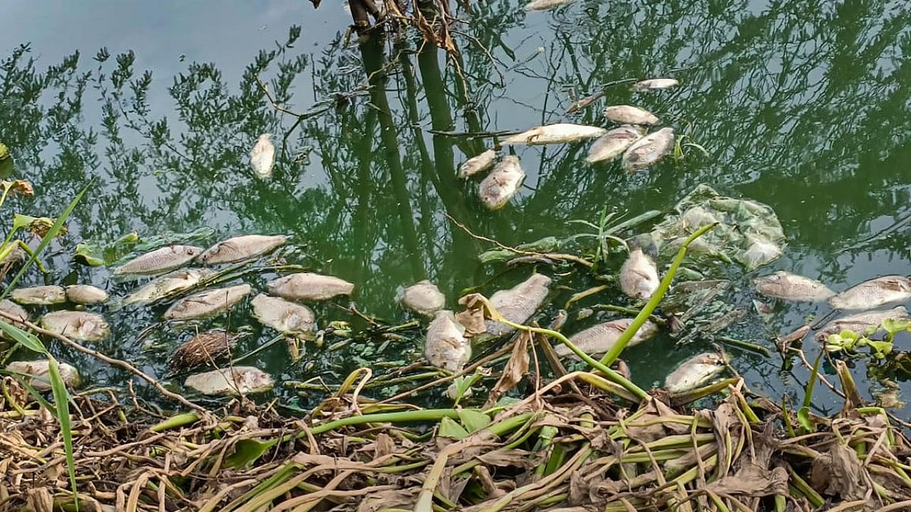 Dead fishes in the Najafgarh drain along the Delhi-Haryana border, in New Delhi. Credit: PTI Photo