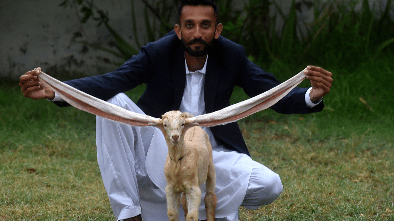 Simba is now living a pampered existence in Karachi, where he was born last month with ears that were strikingly long. Credit: AFP Photo