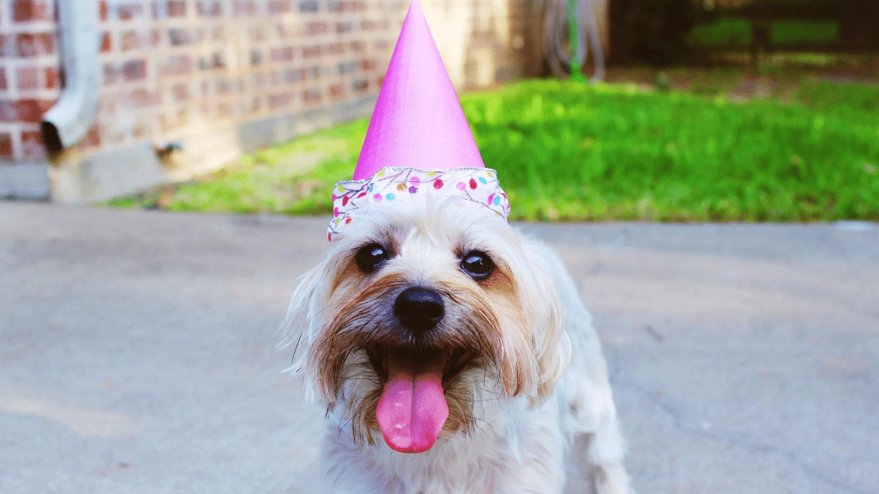 Birthdays are occasions for indulgence. Your dog must feel and look his best on this special day. Credit: IANS Photo