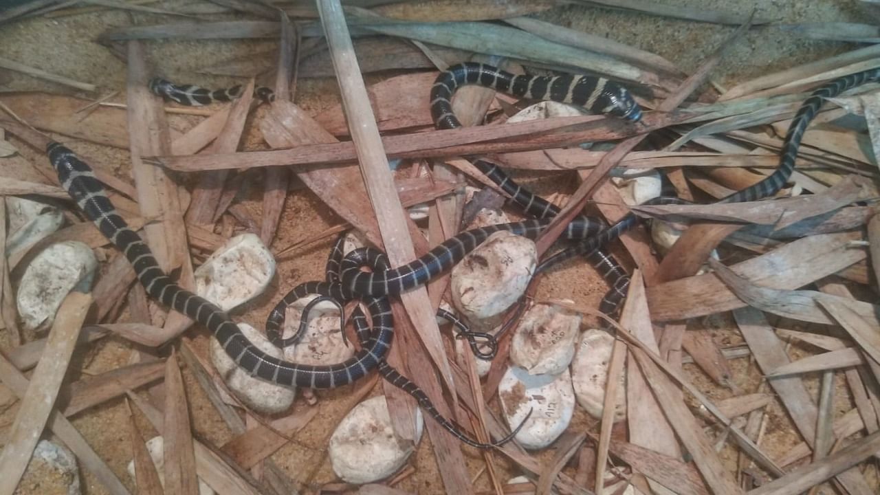 King cobra hatchlings at the cobra captive breeding centre of the Dr Shivaram Karnath Biological Park in Pilikula. Credit: Special arrangement