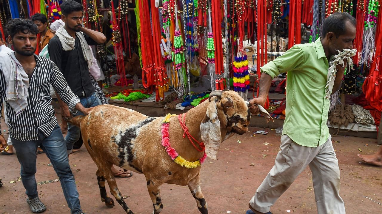 A vendor with his goat, priced at around Rs 1 lakh, waits for customers at a market near the Jama Masjid. Credit: PTI Photo