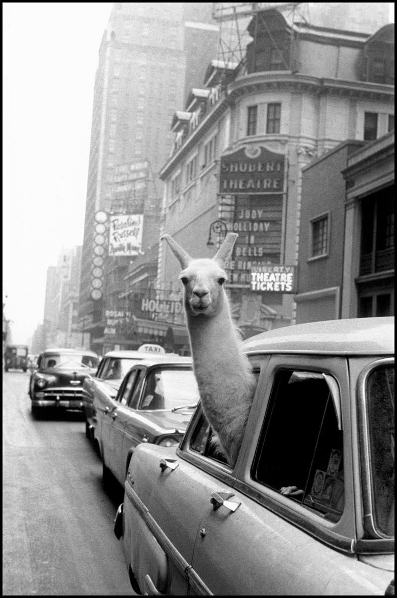 A Llama in Times Square