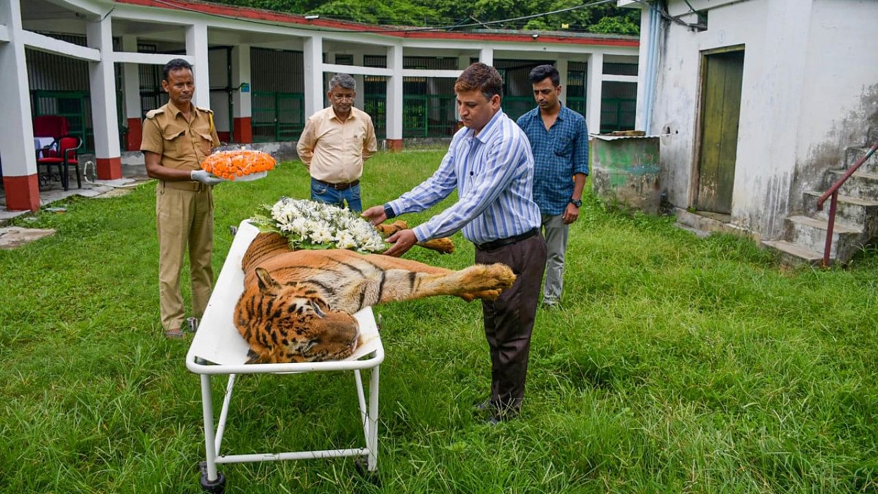 WB's oldest Royal Bengal Tiger in captivity dies. Credit: PTI File Photo
