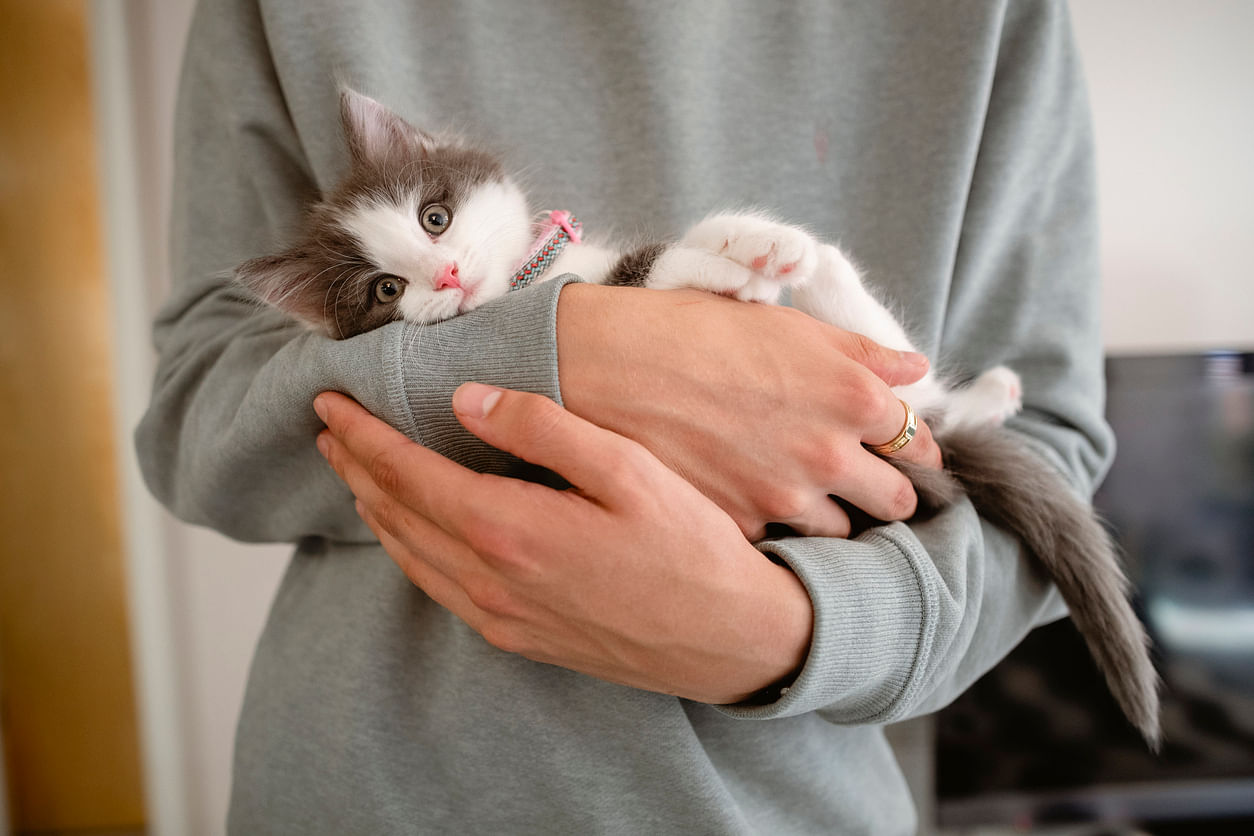 While full-grown cats are adept at looking after themselves, kittens need a lot of TLC. Credit: iStock Photo  