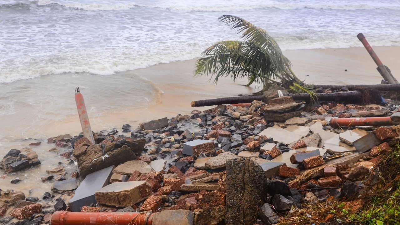Uprooted coconut trees due to rough sea during rainfall, in Mangaluru. Credit: PTI Photo