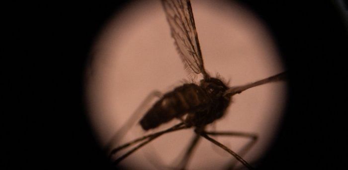 The Zika virus spreads through the bite of the Aedes aegypti mosquito. Credit: iStock photo