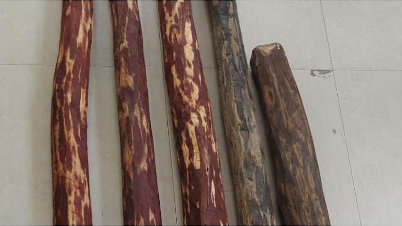 Police seized five red sanders logs weighing around 105 kg and worth over Rs 3 lakh. Credit: DH Photo