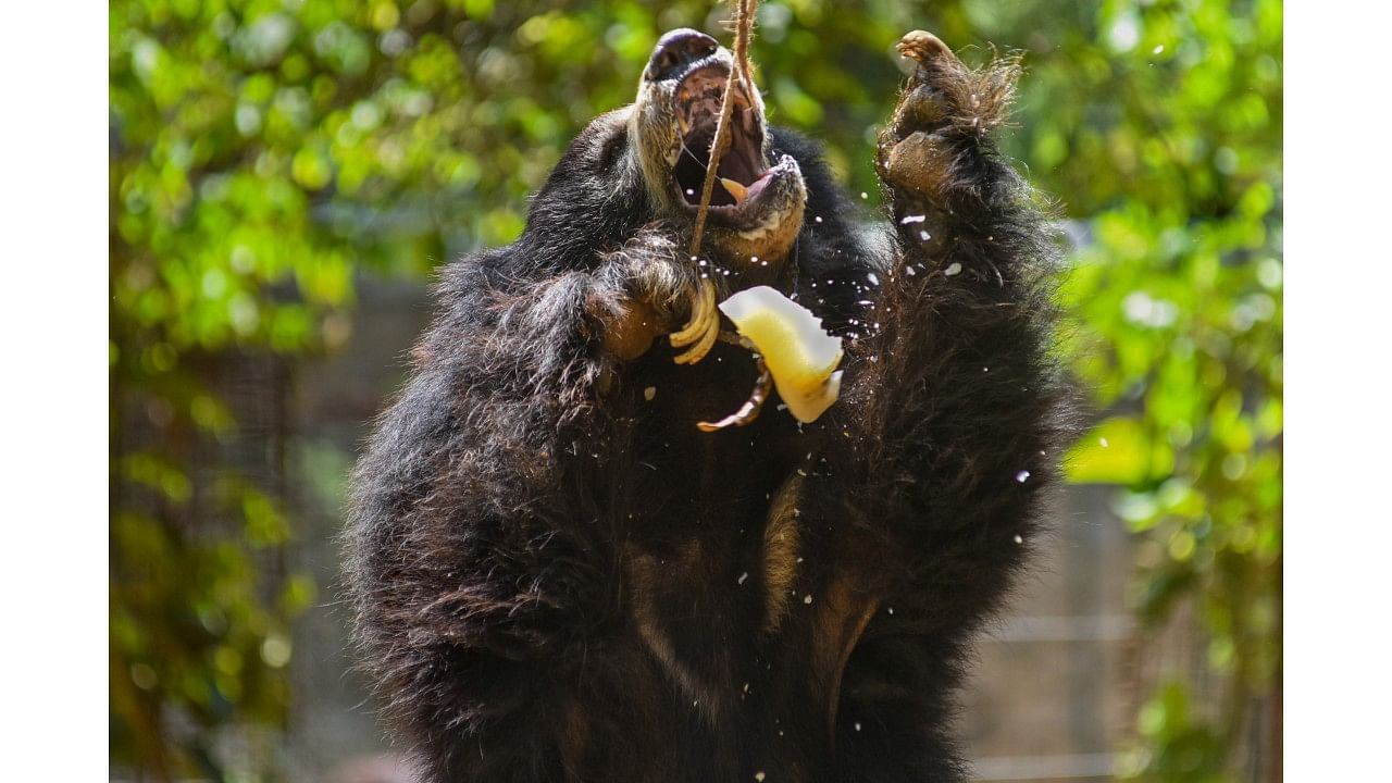Bears are treated to popsicles made of fruits, milk, and water.  Credit: DH Photo/ Pushkar V