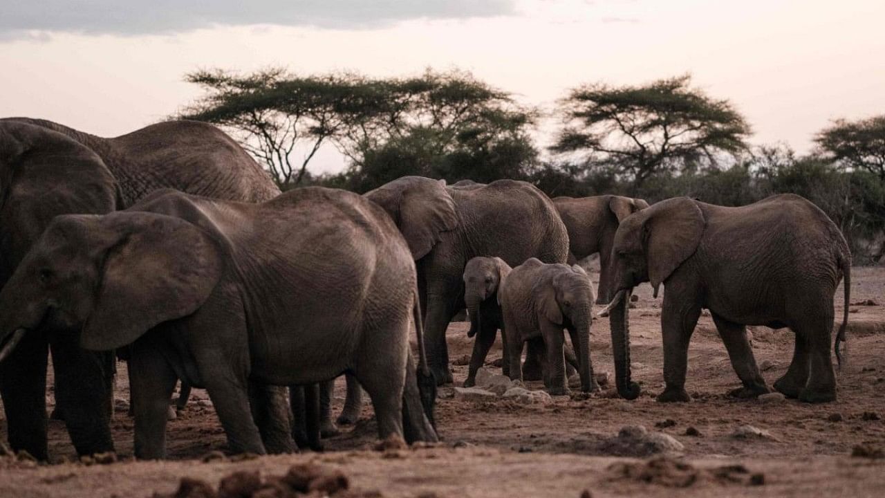 Scientists also found lower stress levels among young elephants growing up in groups with more animals of a similar age, suggesting that 'playmates' are essential for them. Credit: AFP File Photo