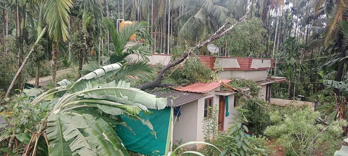 A house in Kolyuttu in Nelyadi was damaged after trees crashed on it. Credit: DH Photo