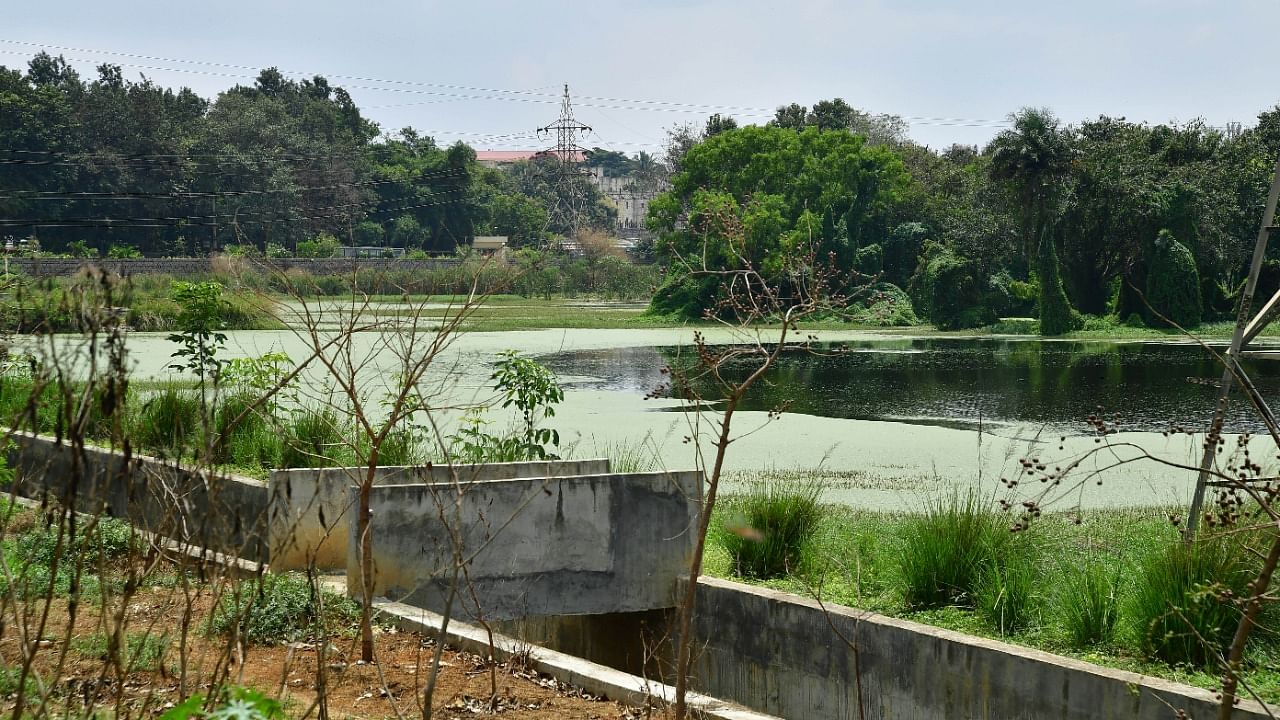 A view of Puttenahalli lake in Bengaluru. Credit: DH Photo