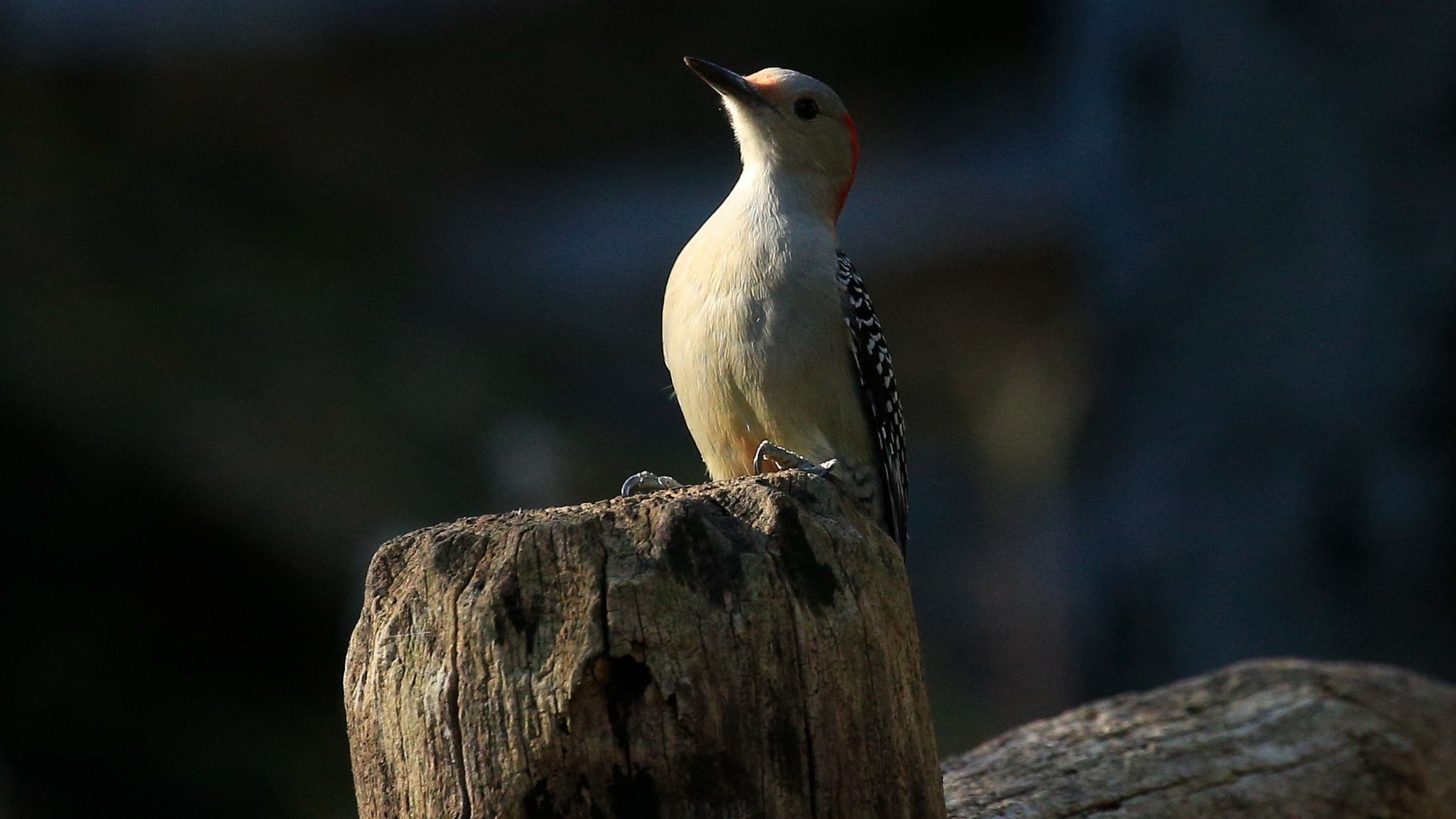 A woodpecker’s skull is really optimised for pecking performance. Credit: AFP Photo