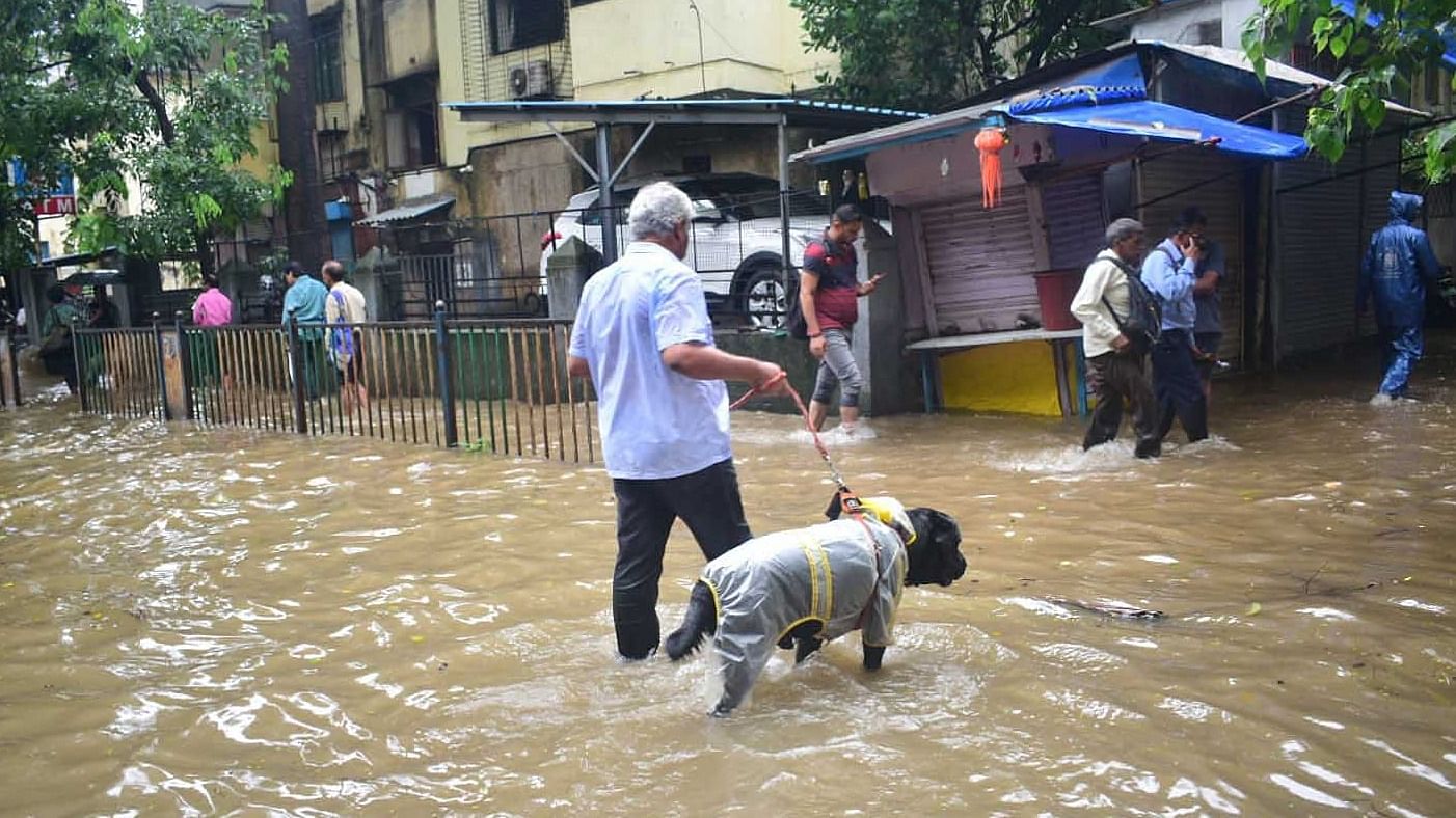 At least 88 different species of animals, birds and reptiles were rescued from different parts of Mumbai. Credit: PTI Photo