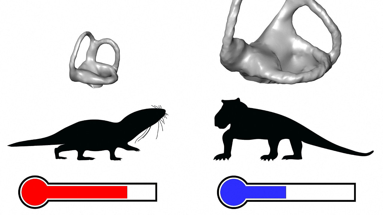 Size differences between inner ears of warm-blooded mammaliamorphs and cold-blooded, earlier synapsids. Credit: Reuters Photo