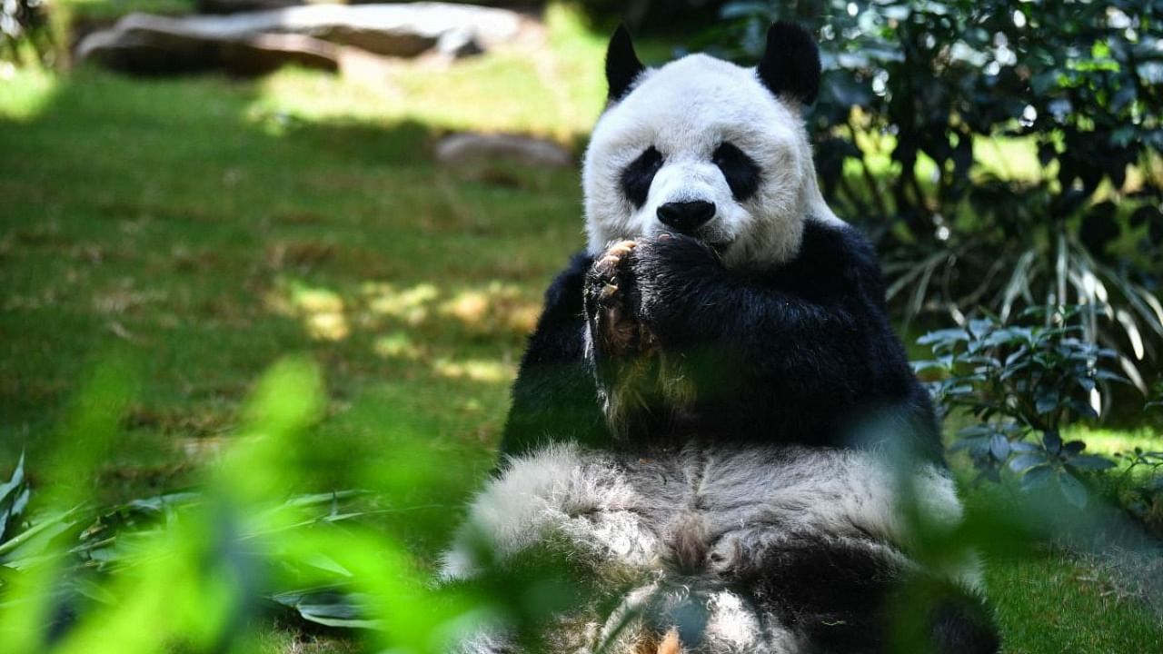  In this file photo taken on May 19, 2020, giant panda An An eats snacks in his enclosure at the currently closed local theme park Ocean Park in Hong Kong. Credit: AFP Photo