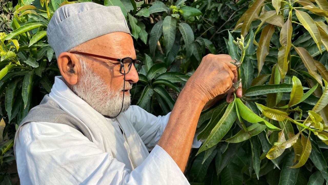 In this picture taken on June 20, 2022, Kaleem Ullah Khan, locally known as the ‘Mango Man’, shows how he grafts different varieties of mangoes on a 100-year-old tree at his farm in Malihabad, some 30 kms from Lucknow. Credit: AFP Photo