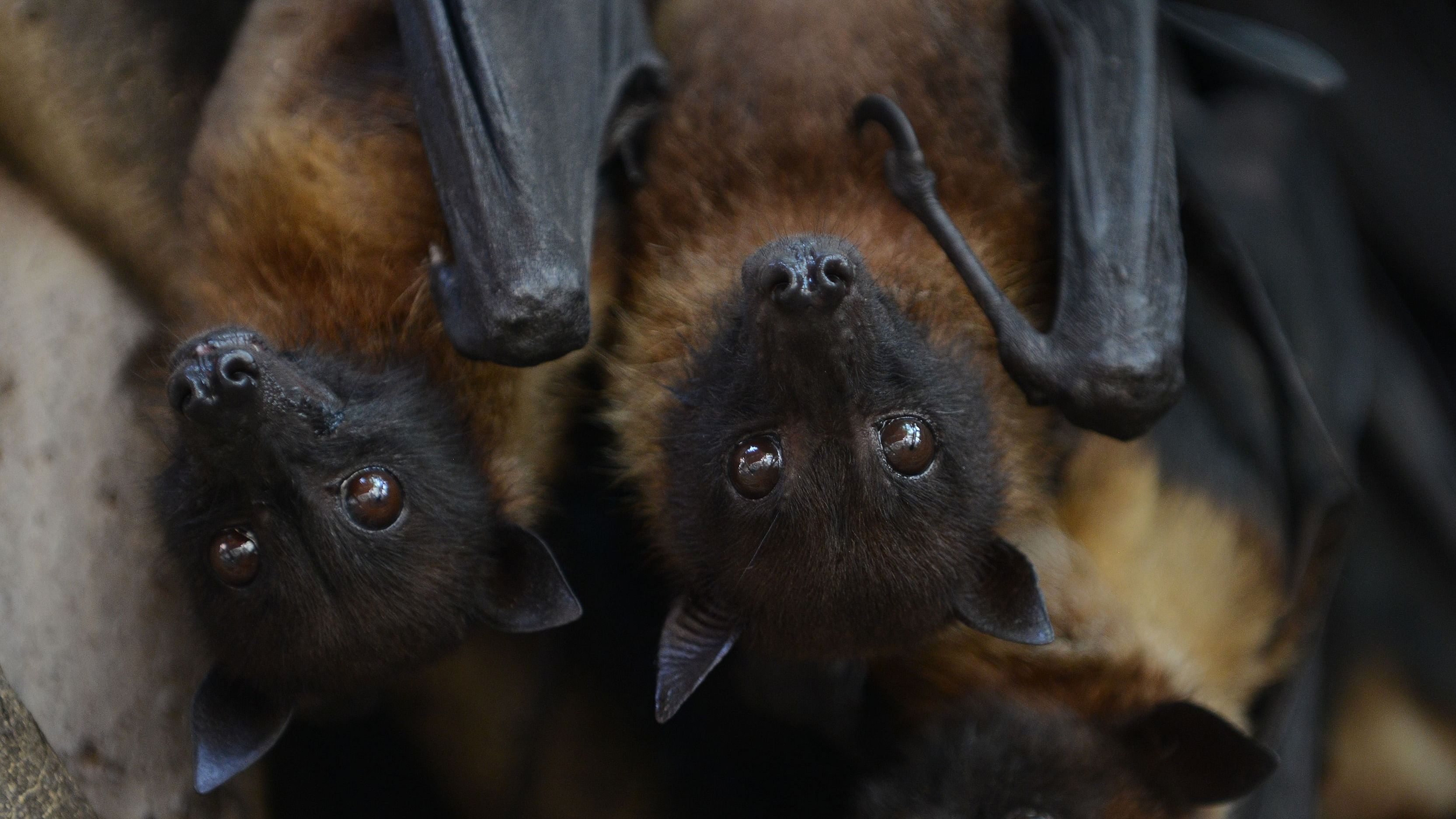 In Marburg’s case, fruit bats are considered to be the hosts of the virus, although researchers say it does not cause them illness. Credit: AFP Photo