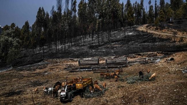 A herd of goats graze close to a burnt forest in Roda village, Macao, central Portugal. - Faced with devastating fires that are likely to increase with global warming, Spain and Portugal are faced with the imperative to better manage their forests so that tens of thousands of hectares do not go up in smoke each summer. Credit: AFP Photo