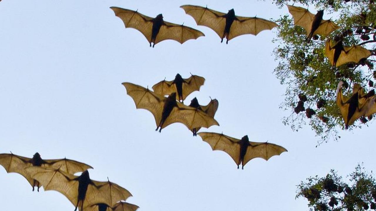 While the host, or reservoir, of the virus is not conclusively identified, the virus has been associated with fruit bats. Credit: Pixabay