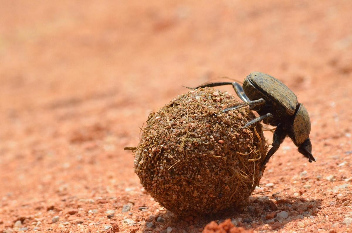 Dung beetles have near-supernatural strength and punch way above their weight.
