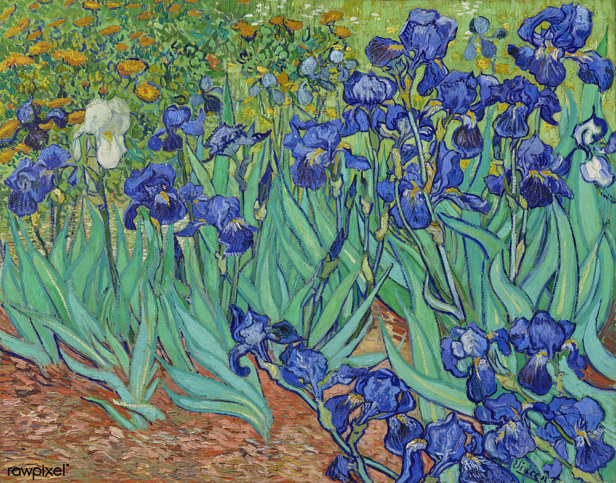 Irises (1889) by Vincent Van Gogh. (Fascimile of the original from the J Paul Getty Museum)
