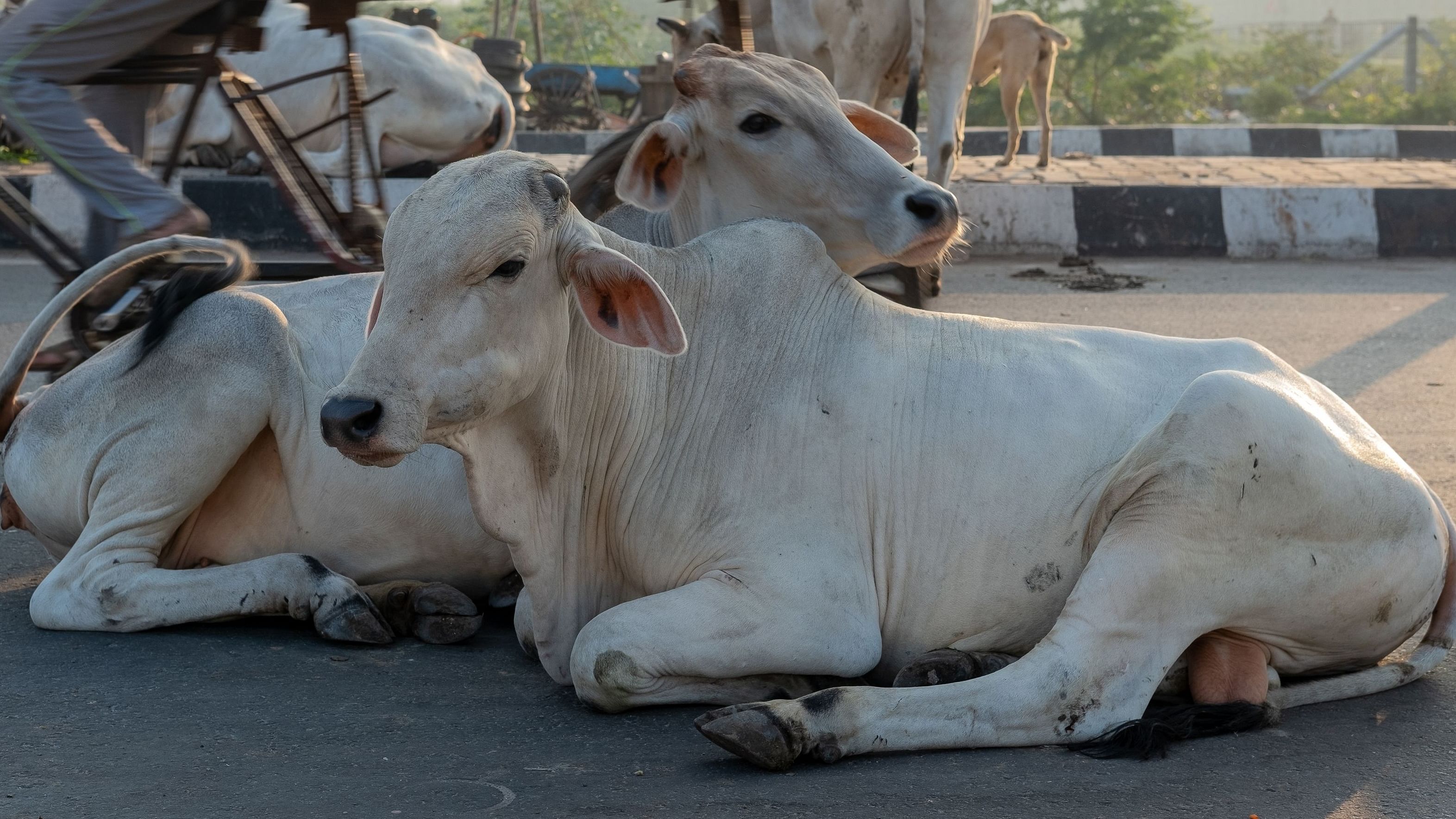 A 'GAU Vision App' is used to recognise the face of cows. The profile of such cows are created on the portal which is used by a donor to make donations. Credit: AFP photo 