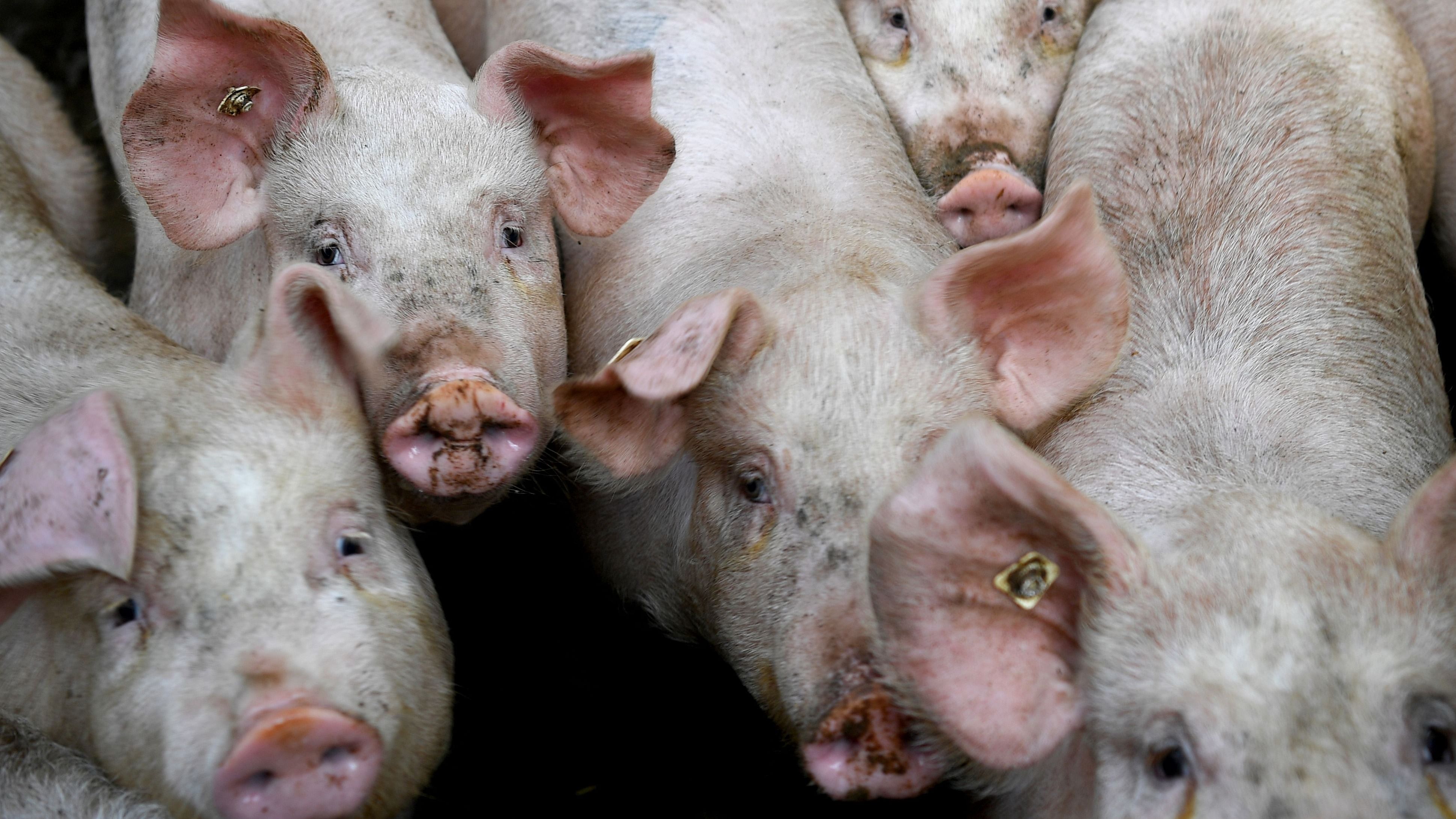 The culling of pigs began after the test reports from the National Institute of High-Security Animal Diseases in Bhopal, where the samples were sent to ascertain the disease, came positive for African swine flu. Credit: AFP Photo