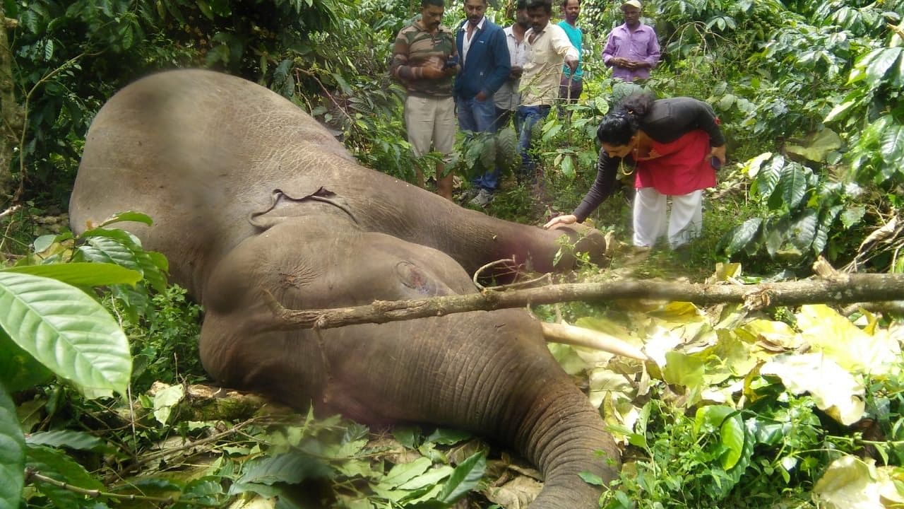 Two elephants electrocuted after coming in contact with live electricity wire. Credit: DH Special Arrangement
