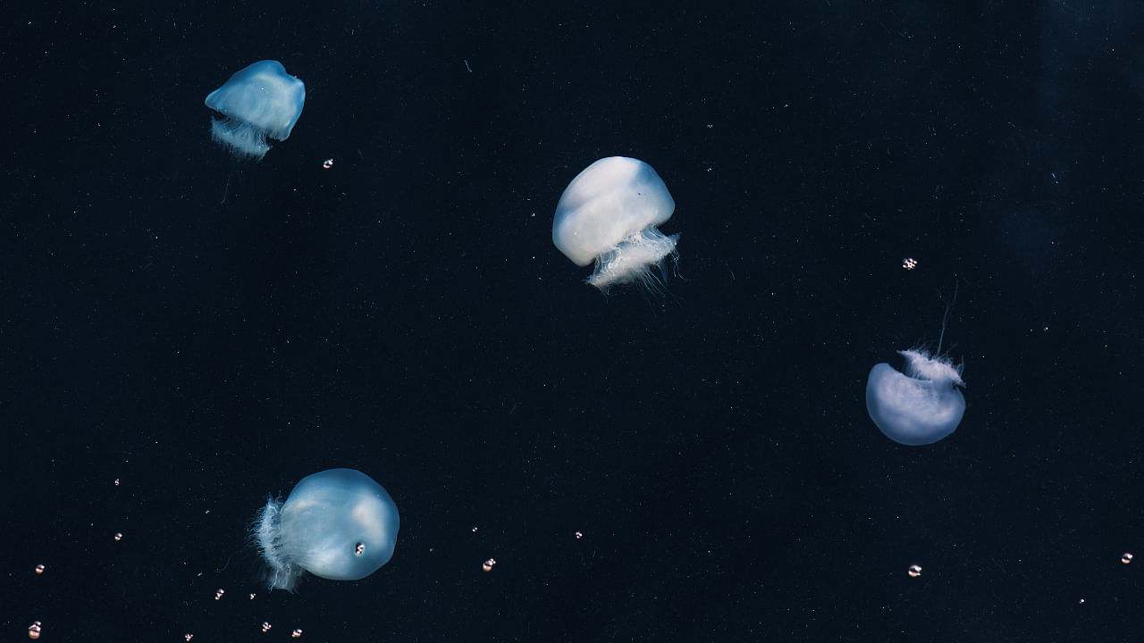 Jellyfish are seen near a boat by the coast of Haifa at the Mediterranean sea, Israel July 25, 2022. Credit: Reuters Photo