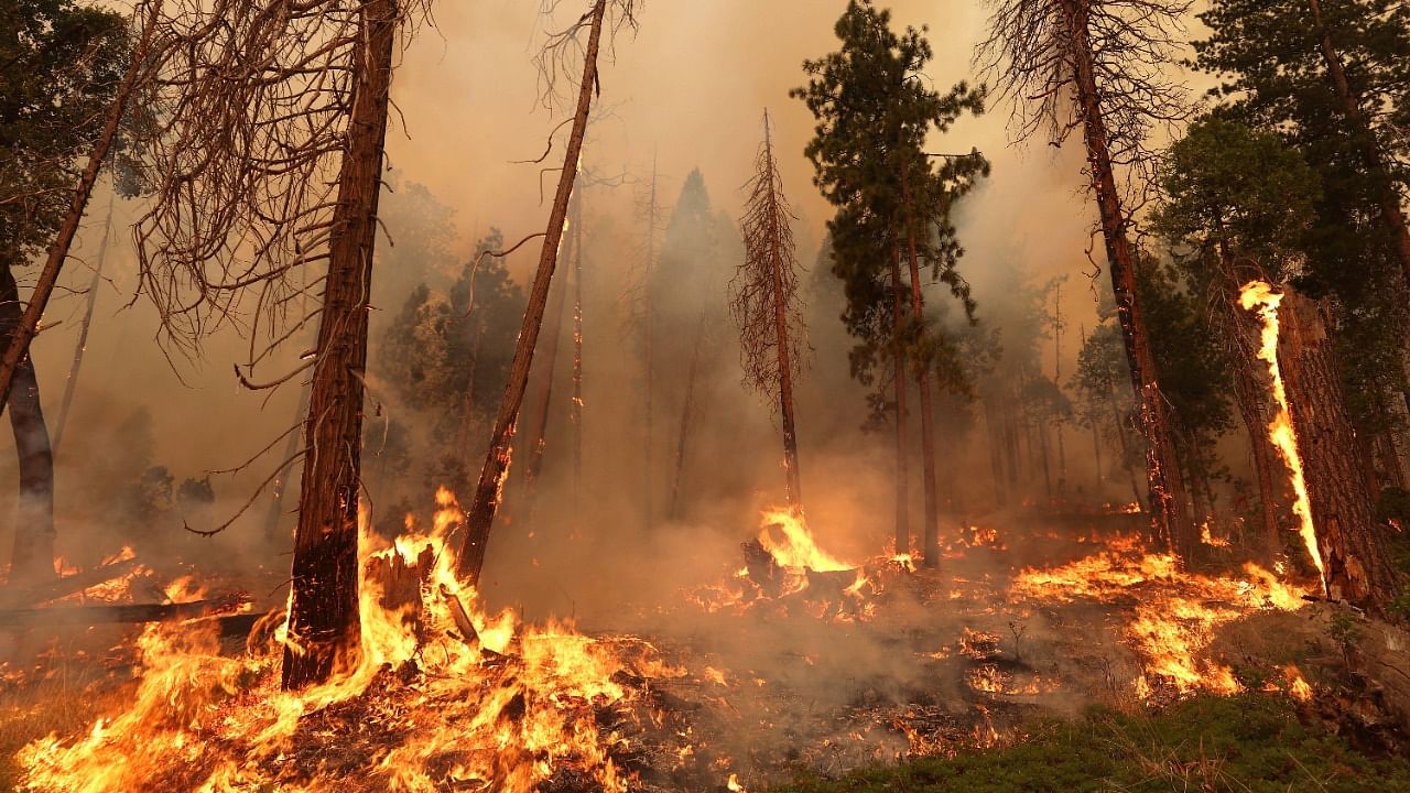 The Oak Fire burns through trees on July 24, 2022 near Jerseydale, California. Credit: AFP Photo