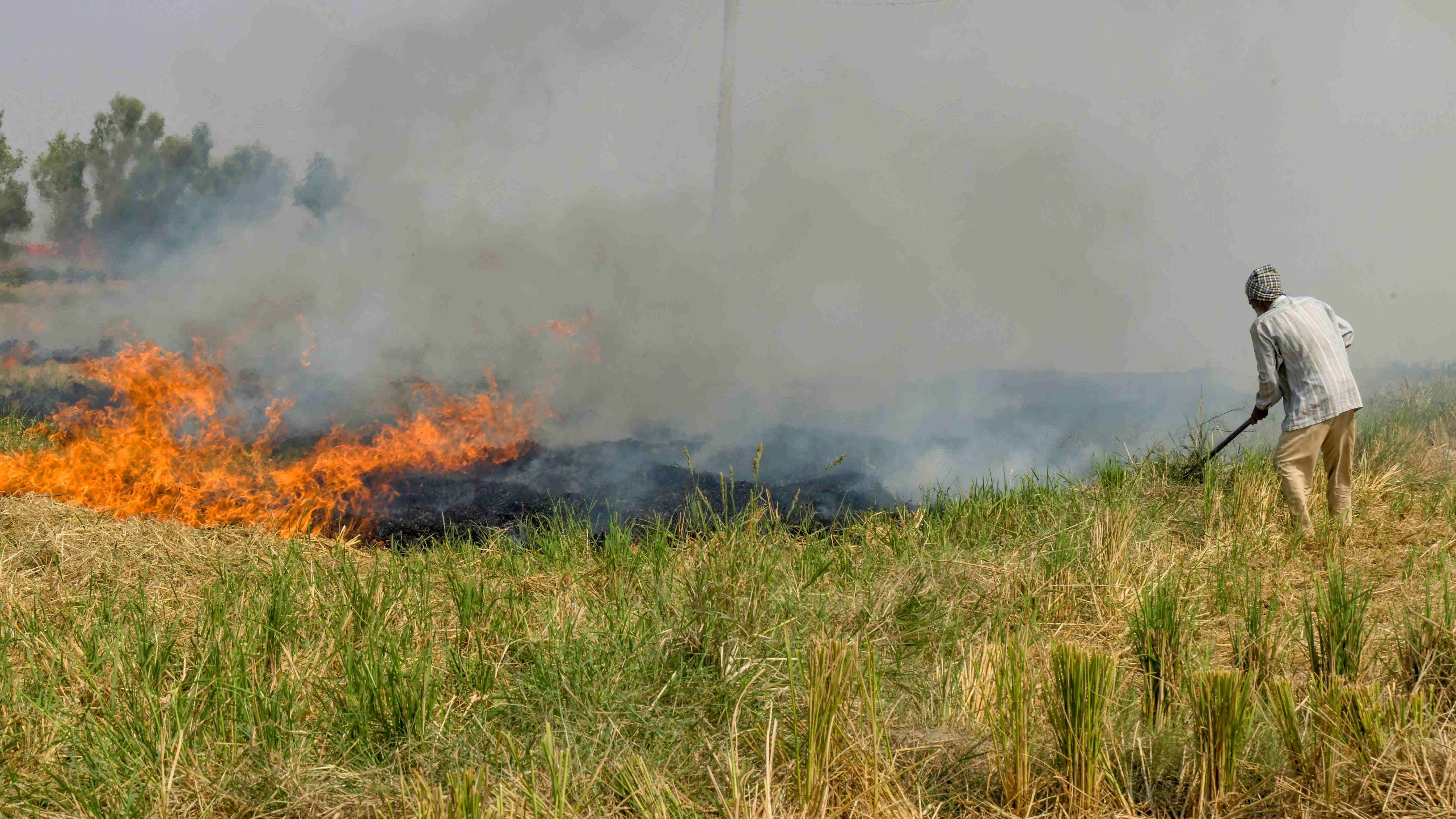 A farmer burning stubble. Credit: AFP Photo