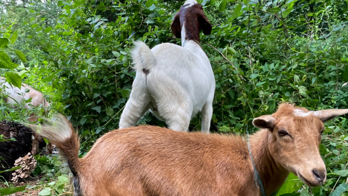 Cong MLA shares video of police 'selling' stolen goat during Raj ...