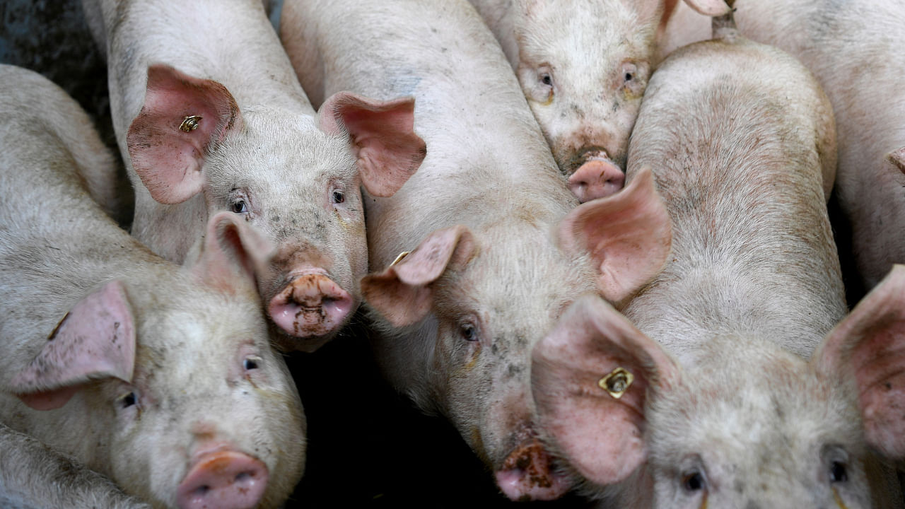 In his order, Dwivedi said ASF is highly contagious and fatal in pigs and added the ban has been enforced to prevent its spread. Representative image. Credit: AFP File Photo