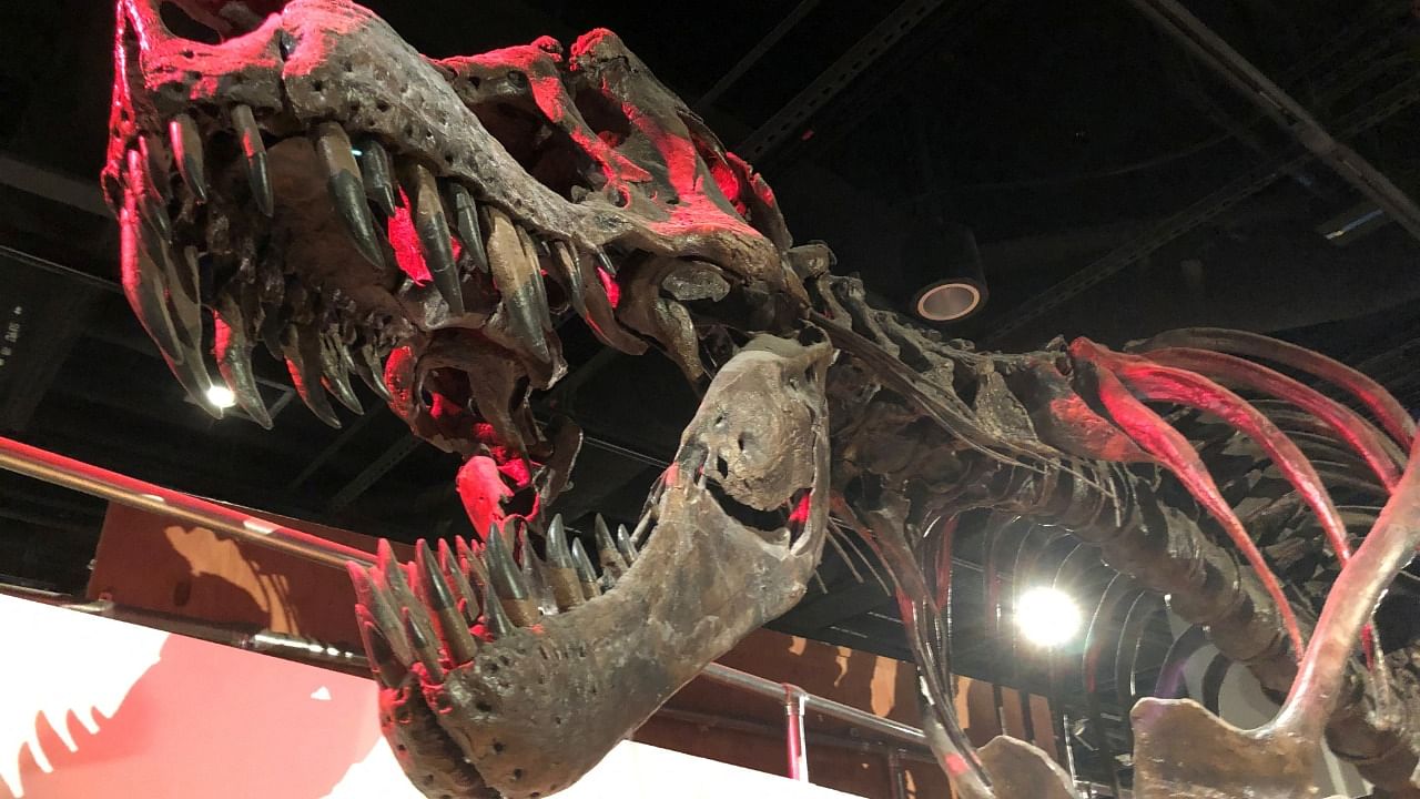 The skeleton of a Tyrannosaurus rex, the large meat-eating dinosaur that lived in western North America and went extinct 66 million years ago, is displayed at the Smithsonian National Museum of Natural History. Credit: Reuters photo