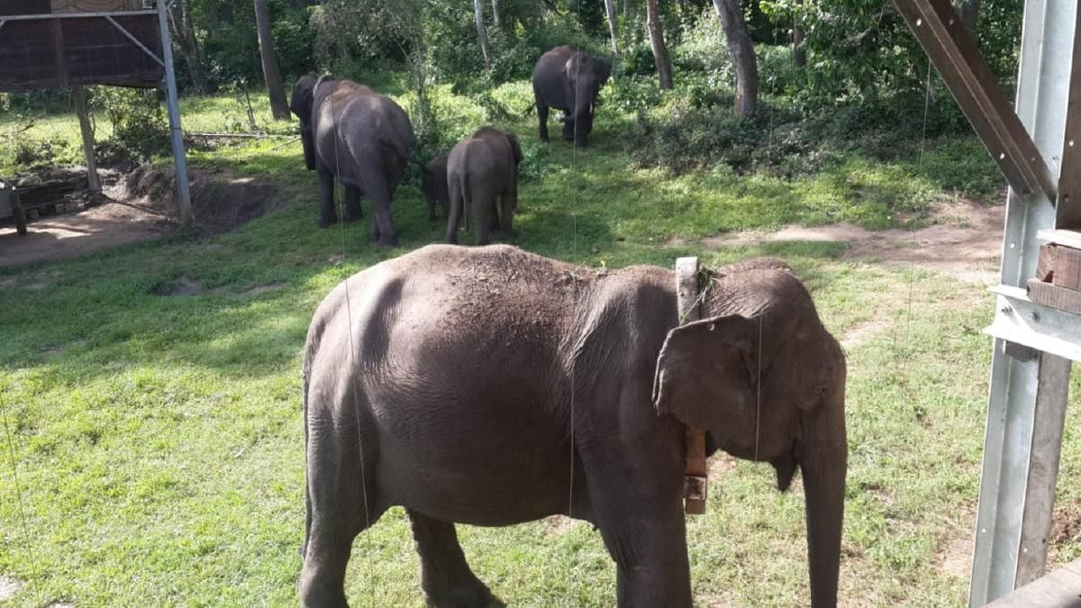A radio collar for an elephant costs Rs 2.5 to Rs 4 lakh. Battery lasts for 3 years but might lose signal due to poor connectivity. Credit: Special arrangement