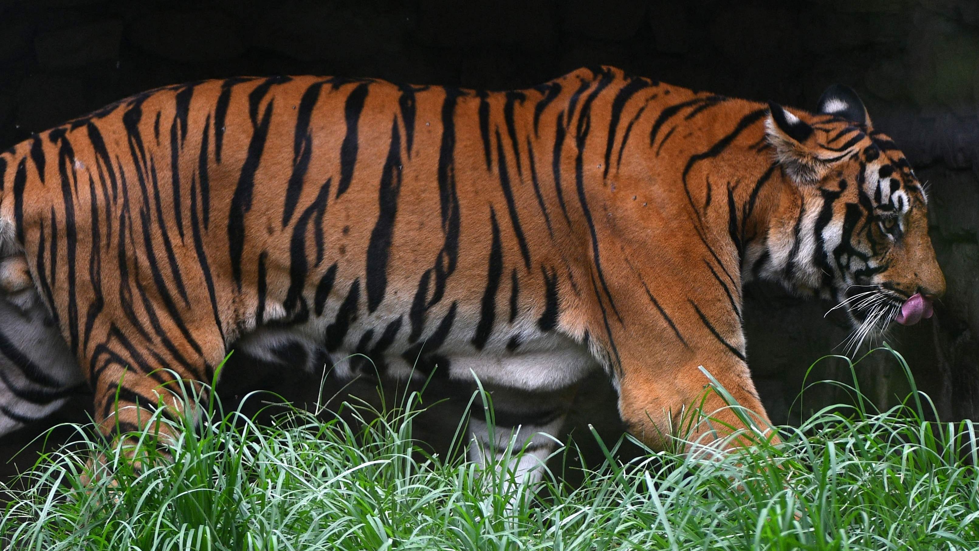 A Royal Bengal tiger roams in its enclosure at the central zoo in Lalitpur, on the outskirts of Kathmandu. Credit: AFP Photo