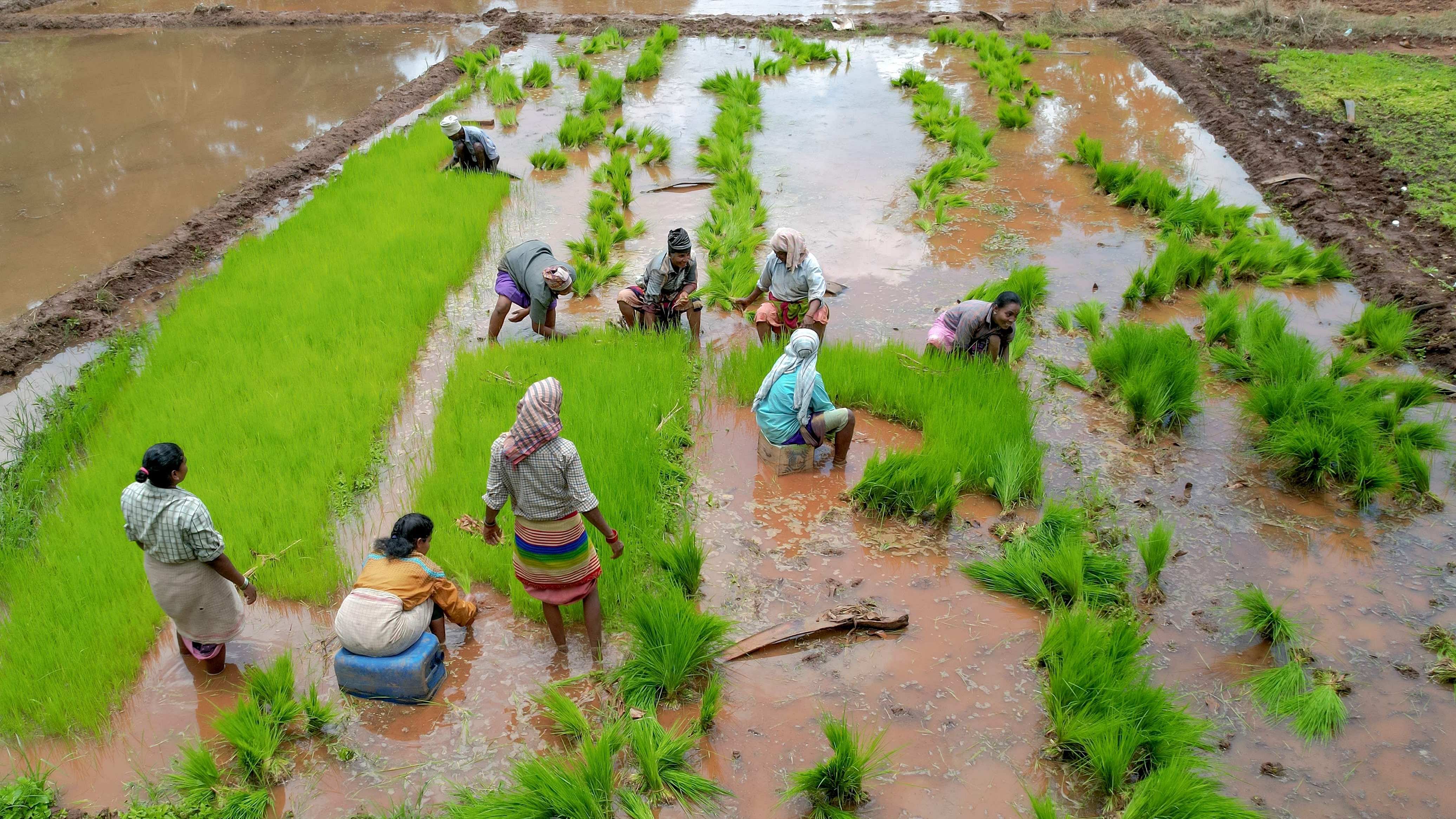 Farm labourers extract rice paddy saplings into bunches. Credit: AFP Photo