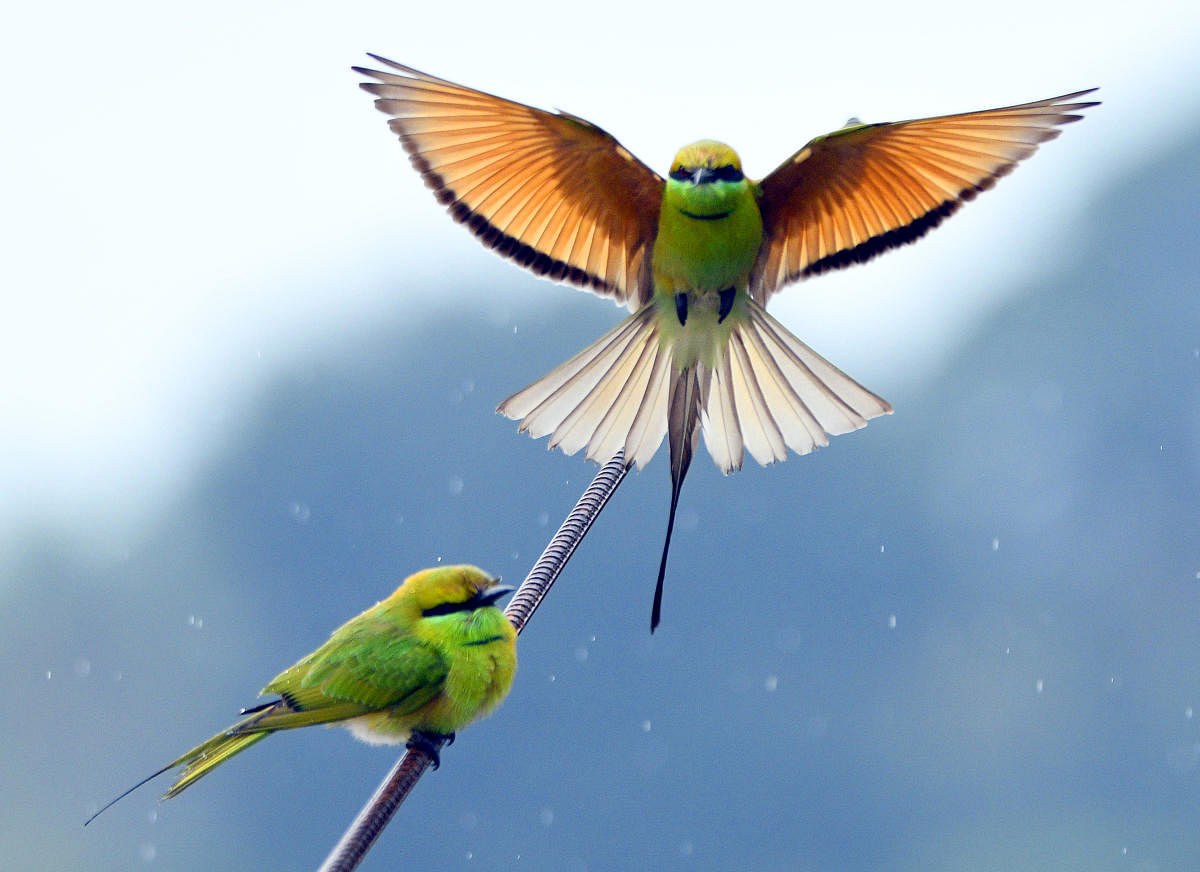 The first and basic requirement is to study the bird that you want to photograph. (Pic by Nagaraj)