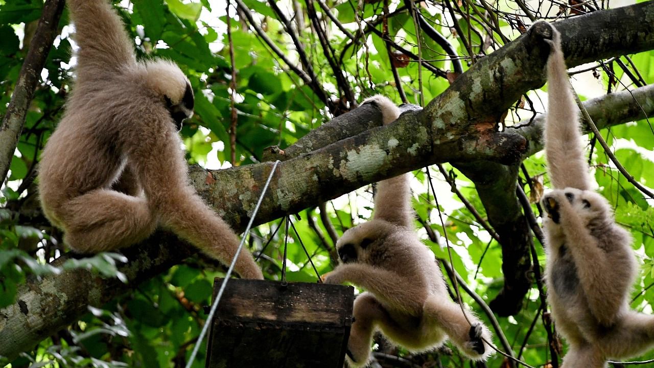 Gibbons eating fruit in a tree in the forest at Angkor Park in Siem Reap province. Credit: AFP Photo