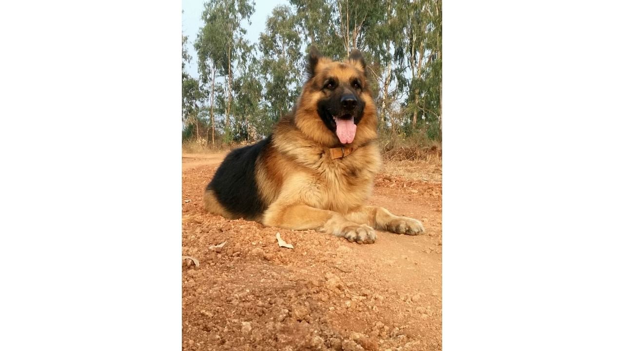 Rana, the nine-year-old German Shepherd. Credit: Special arrangement