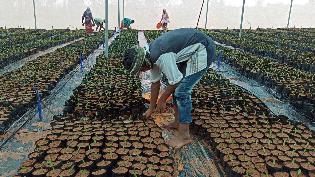 Workers prepare oil palm seedlings at a nursery in Khammam district, in southern state of Telangana, India, July 12, 2022. Credit: Reuters Photo