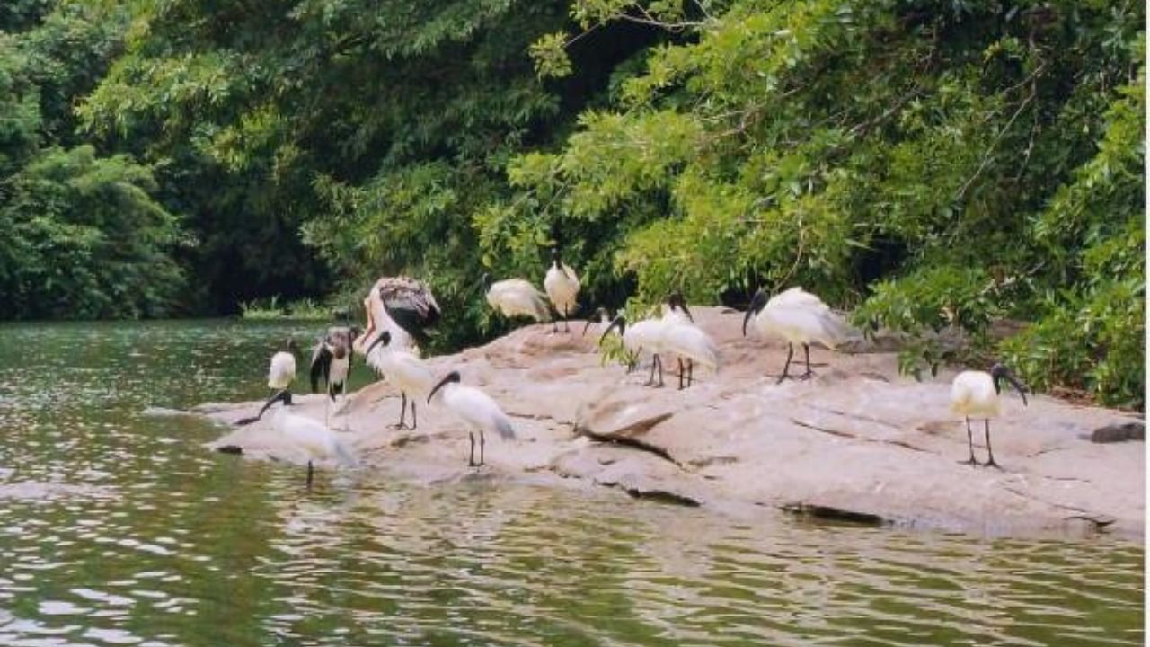 Karnataka’s Ranganathittu Bird Sanctuary. Credit: DH Photo